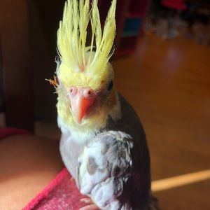 Meet your Posher, Kim